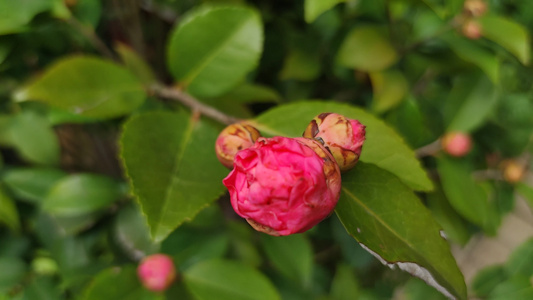 春天百花盛开万紫千红花朵植物实拍视频