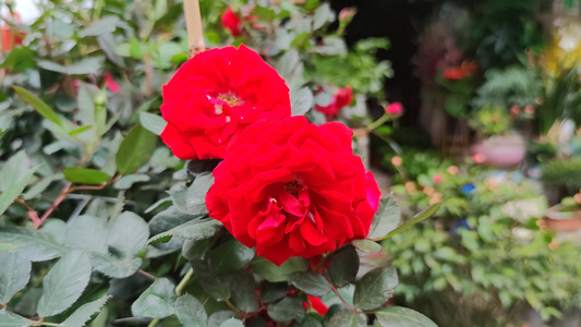 春天百花盛开万紫千红花朵植物实拍视频