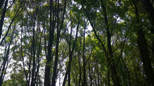 大自然树林植物夏日风光实拍视频