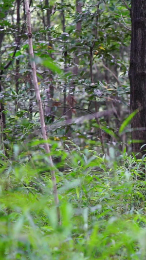 树林中奔跑的女孩天然氧吧32秒视频