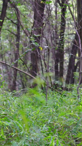 树林中奔跑的女孩享受大自然视频