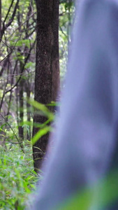 树林中奔跑的女孩享受大自然视频