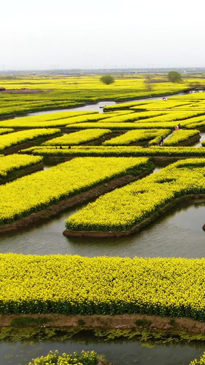 4A景点千垛风景区水上油菜花花海航拍视频江苏旅游54秒视频