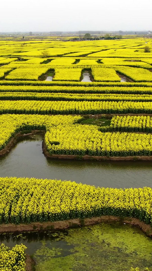 4A景点千垛风景区水上油菜花花海航拍视频旅游目的地54秒视频