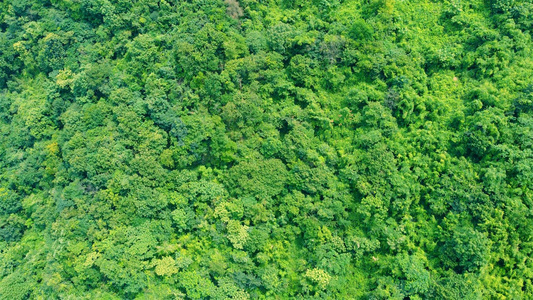 绿色森林植被视频