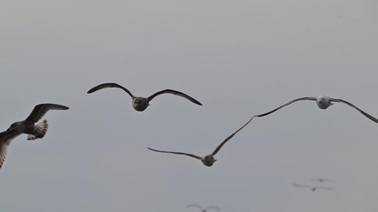 大海海鸥飞翔视频