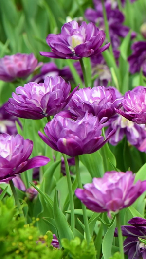 百花盛开公园的花卉26秒视频