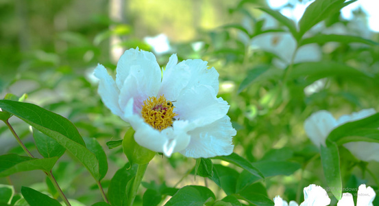 芍药花[正艳]视频