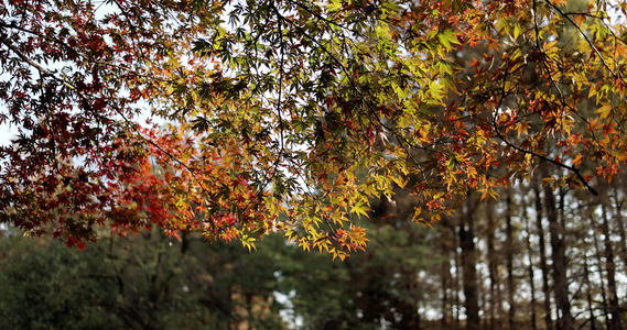 阳光穿透秋天色彩鲜艳的枫叶视频