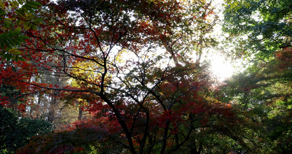 阳光穿透秋天色彩鲜艳的枫叶视频