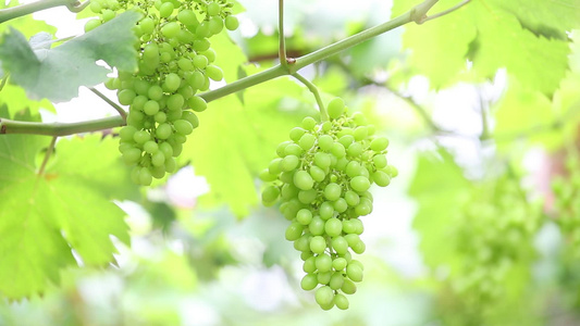 葡萄 成熟 葡萄特写 葡萄树 高清实拍视频素材视频