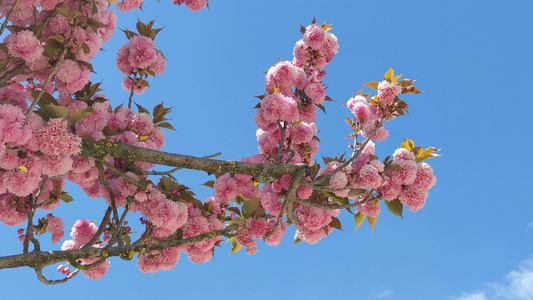 实拍春天樱花盛开花朵植物视频