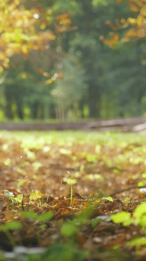 低角度拍摄秋天公园里散步的情侣 亲近自然11秒视频