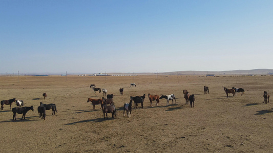 内蒙古地区4k航拍在枯黄的草原上奔腾的马群视频