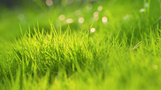 4k初夏阳光下的小草植物空镜头视频
