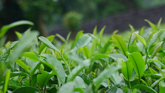 茶园茶叶鲜叶嫩芽视频