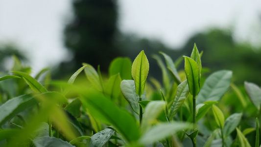 茶园茶叶鲜叶嫩芽视频