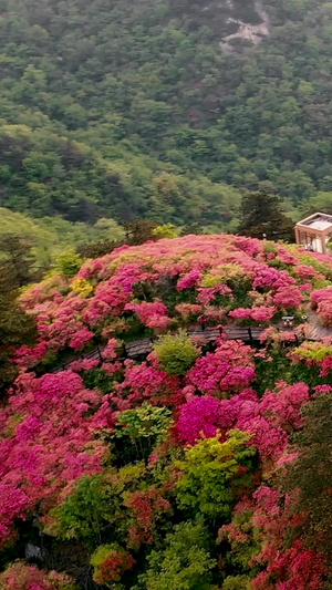 航拍四月天漫山遍野的映山红杜鹃花花海39秒视频