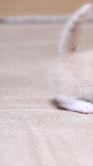 乳白曼基康小奶猫在玩逗猫棒宠物猫28秒视频