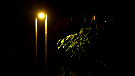 雨天夜晚城市树叶路灯视频