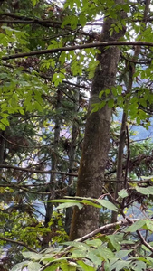 湖南5A级旅游景区张家界国家森林公园武陵源树上的野猴素材猴子素材视频