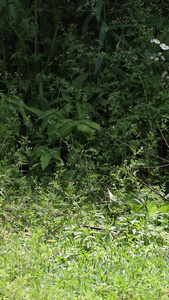 拍摄坦桑尼亚国鸟红色濒危物种东非冠鹤灰冠鹤视频