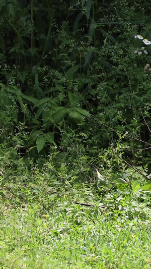 拍摄坦桑尼亚国鸟红色濒危物种东非冠鹤灰冠鹤71秒视频