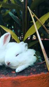 4k高清拍摄三只可爱的小白兔躲在花盆里睡觉视频