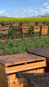 蜜蜂养殖视频油菜花视频