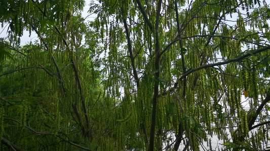 蓝天树枝树叶绿色植物实拍视频