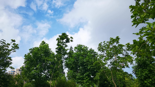 蓝天树枝树叶绿色植物实拍视频