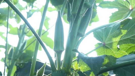 有机蔬菜种植视频