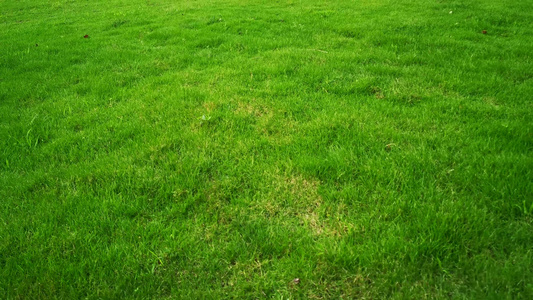 实拍绿色植物花草树木视频