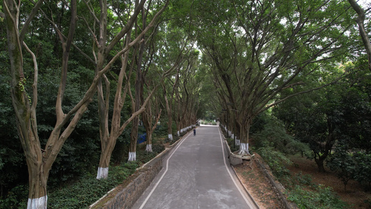 航拍林荫道路视频