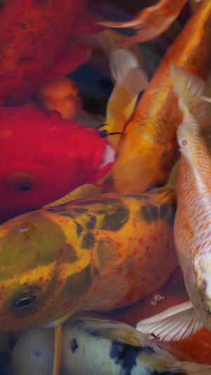 锦鲤金鱼实拍视频素材观赏鱼实拍26秒视频