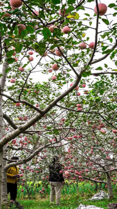 果农采摘红富士苹果延时摄影苹果收货的季节视频