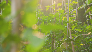 4k绿色菜地绿色蔬菜植物空镜头21秒视频