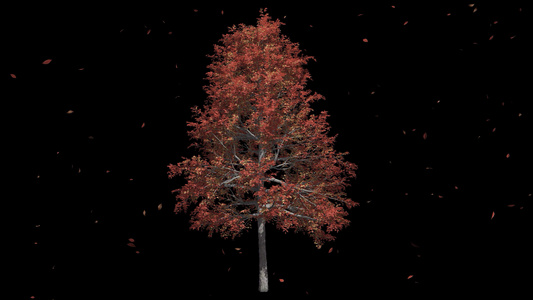 4K秋天的树和落叶变为枯树带透明通道视频