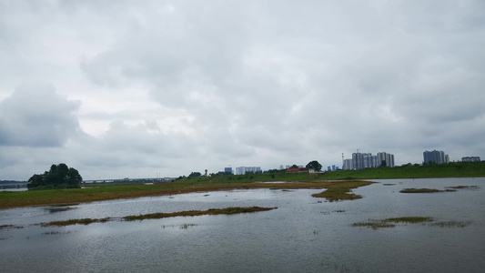 实拍水上森林植物视频