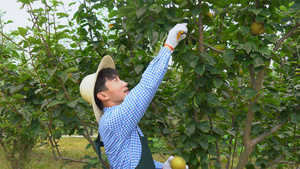 果农修剪果树枝丫12秒视频