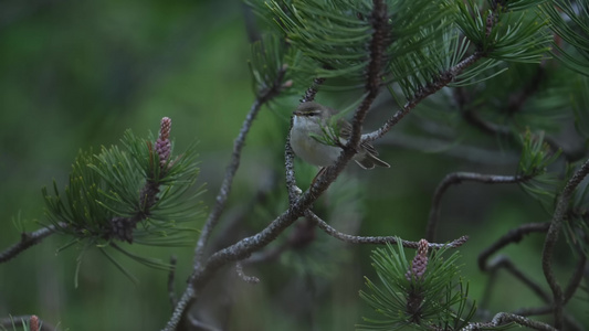 野外森林树枝上的小鸟视频