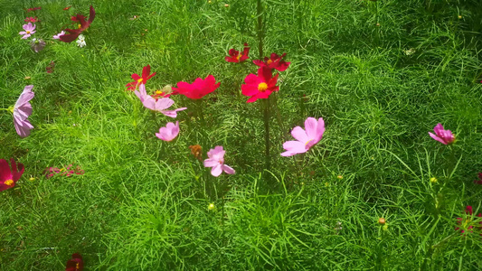 实拍路边野花野草植物花朵视频