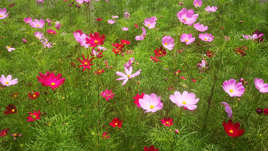 实拍路边野花野草植物花朵视频