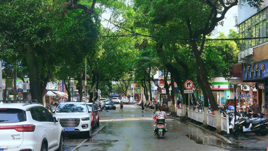 雨后的太阳照耀在湿漉漉的林荫路上视频