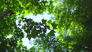 树林里的树叶仰拍视频16秒视频