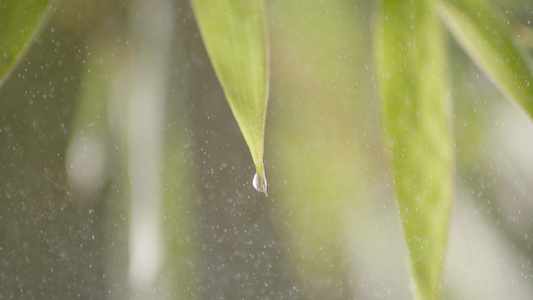 雨中竹叶视频