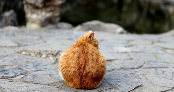 江南园林南京瞻园中式庭院里的猫视频