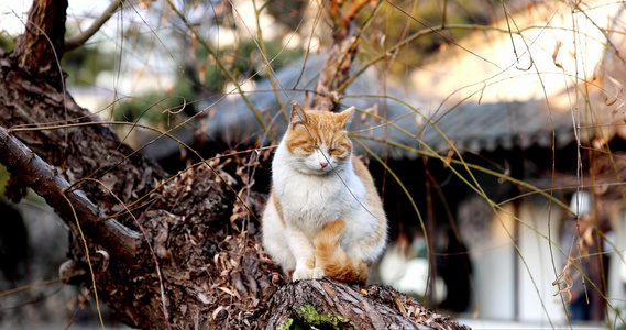 江南园林南京瞻园中式庭院里的猫视频