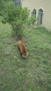 动物园小熊猫17视频