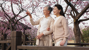 樱花树下欣赏风景的老年姐妹22秒视频